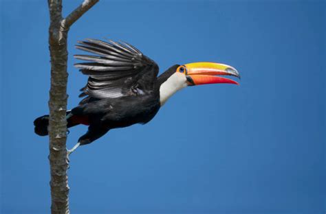 Toco Toucan Flying Stock Photos, Pictures & Royalty-Free Images - iStock