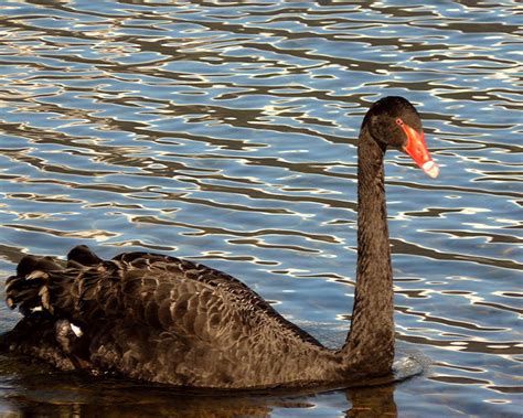 Swan Symbolism, Dreams, and Messages - Spirit Animal Totems