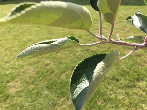 Apple Tree Leaf Curling — BBC Gardeners' World Magazine