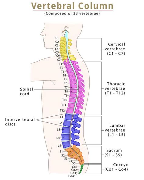 Spine (Vertebral Column) – Bones, Anatomy, & Labeled Diagram