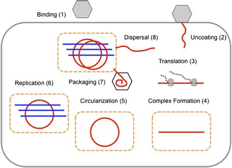 Figures and data in Experimentally guided models reveal replication ...