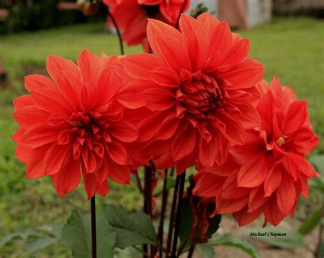 Flowers & Planets: red flowers pics