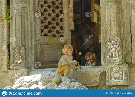 CLOSE UP: Two Little Baby Macaques Playing at a Window Inside a Hindu ...