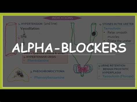 Alpha blockers - mechanism of action, indications and side effects ...