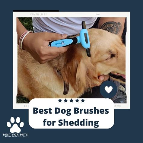 The 11 Best Dog Brushes For Shedding of 2023