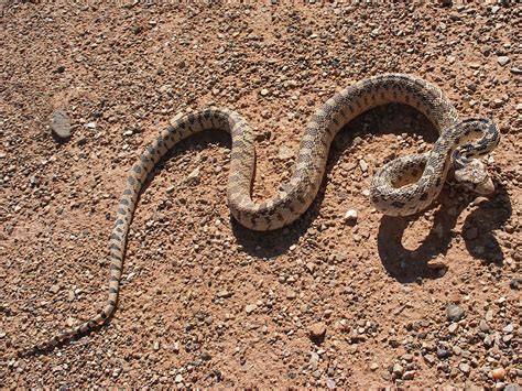 Gopher snake: Capitol Reef National Park, Utah