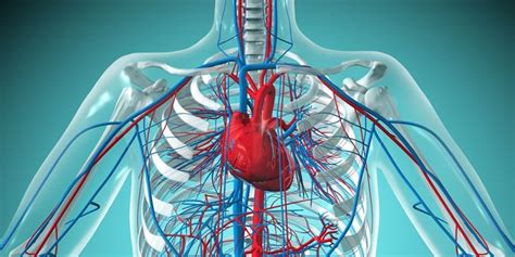 CARDIOVASCULAR SYSTEM STRUCTURES & FUNCTIONS - PT Skills