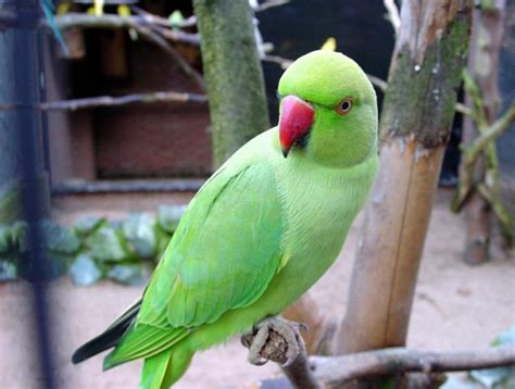 Parrot The Beautiful Bird | Kubsurat Pakshi Tota | खुबसूरत पक्षी तोता ...