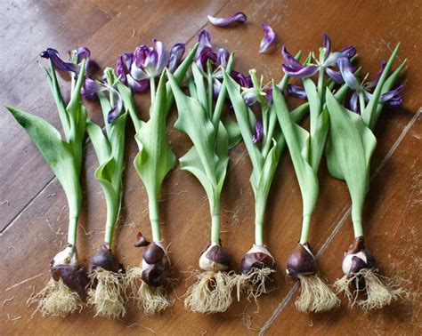 Tulip bulbs, how to plant and choose them right