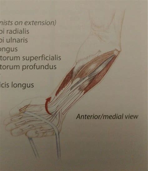 Wrist Flexion - Antagonists on Extension - Flexor Carpi Radialis ...