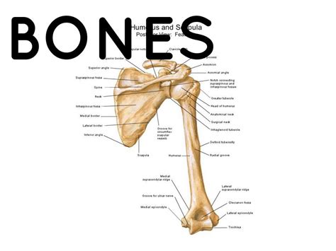 Ball And Socket Joint Anatomy