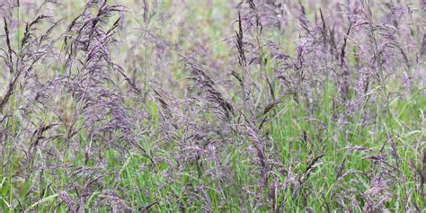 When to Plant Creeping Red Fescue [And How to Make Sure it Thrives]