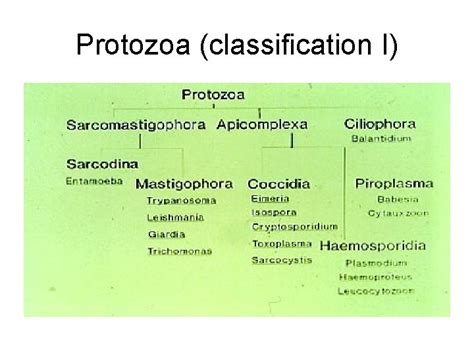 Protozoa Classification High Time Study - Riset