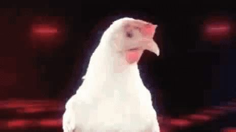 Chicken GIF - Chicken - Discover & Share GIFs