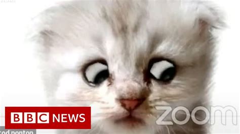 Lawyer uses Zoom filter by mistake - 'I'm not a cat' - BBC News - YouTube