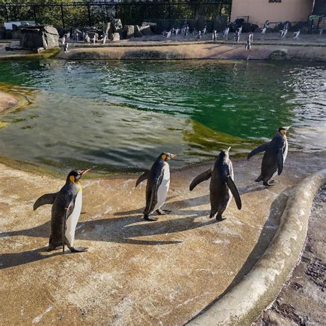 King penguins at Edinburgh Zoo : r/penguin