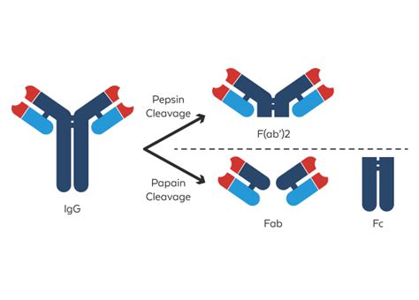 Antibody Fragmentation | Rockland