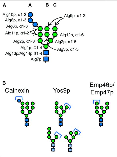 | (A) Structure of the eukaryotic dolichol-linked oligosaccharide ...