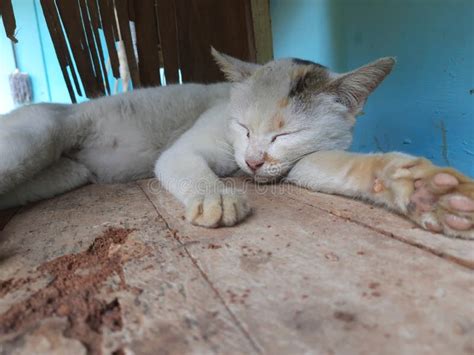 A Cat is Sleeping Under the Table Stock Photo - Image of animal, cute ...