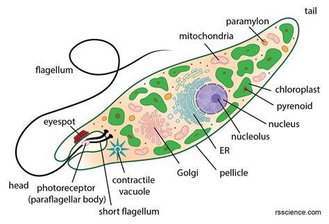 Euglena under a microscope - anatomy, reproduction & facts - Rs' Science