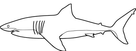 Shark Coloring Pages For Preschoolers at GetDrawings | Free download