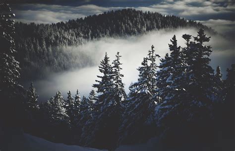 Snowy Dark Forest Wallpapers and Backgrounds 4K, HD, Dual Screen