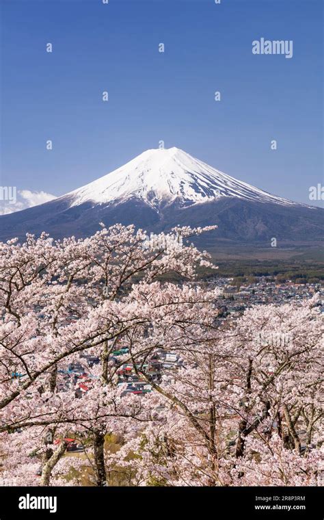 Mt. Fuji and Cherry Blossoms Stock Photo - Alamy