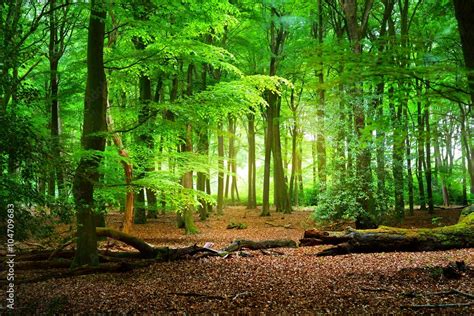 Walkway in a green spring forest. Veluwe, the Netherlands. Panoramic ...