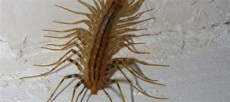 Do I Have House Centipedes or Silverfish? | ABC Blog