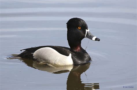 Ring-necked Duck, male breeding plumage – Jen Gfeller Nature Photography