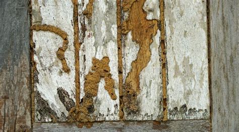 How Do You Know If Termites Are In Your Walls - All Day Pest Control