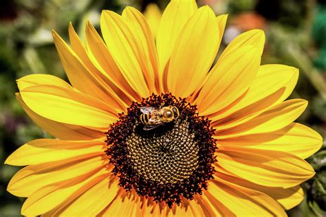 Sunflower Bee | ubicaciondepersonas.cdmx.gob.mx