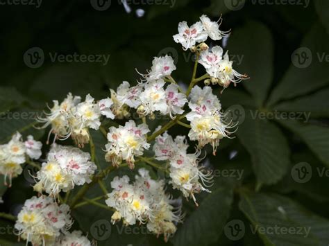 horse chestnut tree flower detail 20192397 Stock Photo at Vecteezy