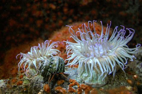 40 Shocking Sea Anemone Facts About the Flowers of the Sea | Facts.net