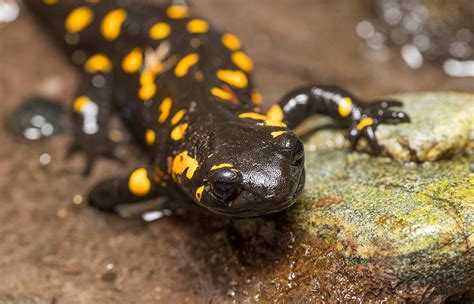 The salamanders and zoo island tomas rivera - agilerety