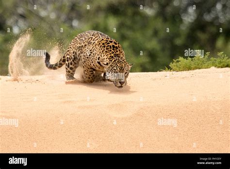 A wild sub-adult female jaguar hunting caiman in the Cuiaba river in ...