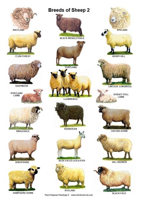 A4 Posters. Breeds of Sheep 2 Different Posters - Etsy Australia