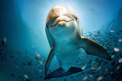 How do some dolphins dive deeper than others? - Earth.com