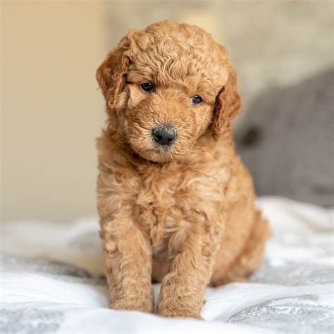 Mini Goldendoodle Puppies For Sale • Adopt Your Puppy Today • Infinity ...