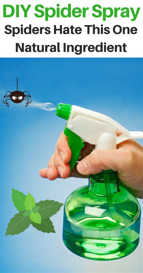 DIY natural spider repellent spray. Repel spiders at home naturally ...