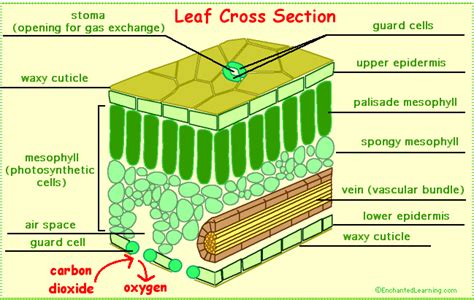 Leaves and Leaf Anatomy - EnchantedLearning.com