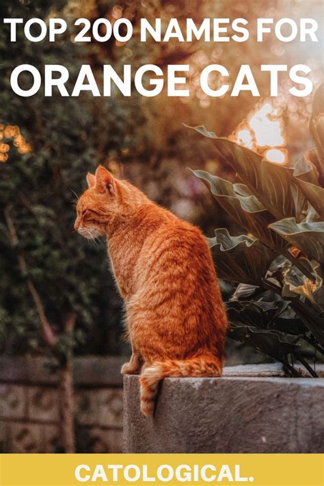 Top 200+ Names For Orange Cats: Funny, Traditional, Unique, And More ...