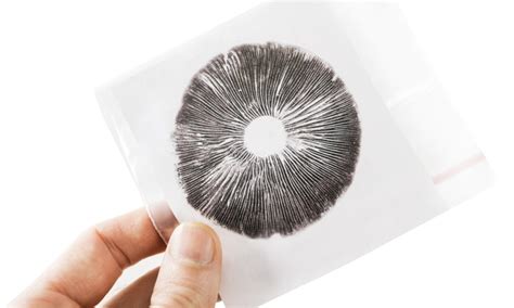 How to Make a Mushroom Spore Print Step by Step | GroCycle