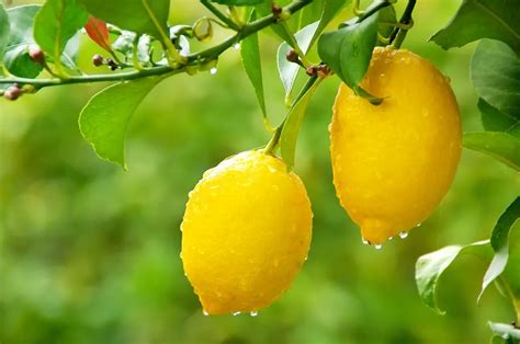 Best Fruit Trees to Plant by Hardiness Zone