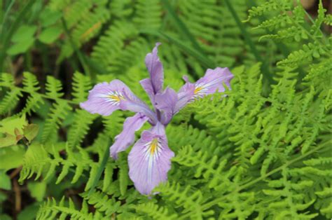 诗歌翻译：Louise Glück – The Wild Iris | 英文巴士