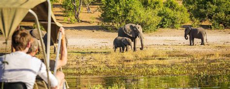 Botswana Safari Packages - Top Rated Tours & Safaris 2024