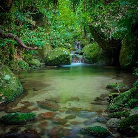 Daintree Rainforest Queensland | RAINFOREST ANIMAL