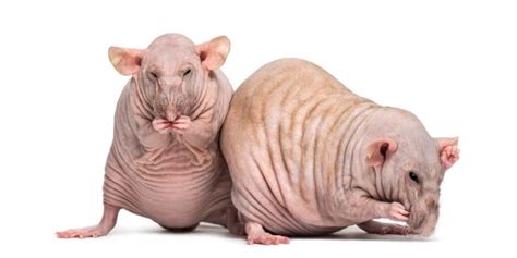 The Hairless Rat - A Breed Guide - Care Tips, Pictures and More