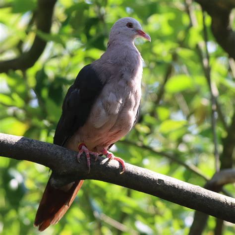 Mauritius Pink Pigeon