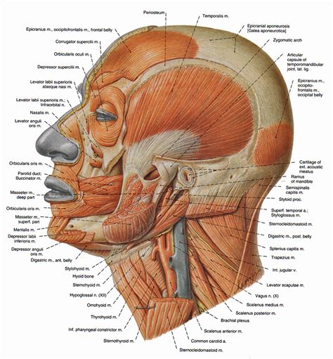 Human Muscle Anatomy Head